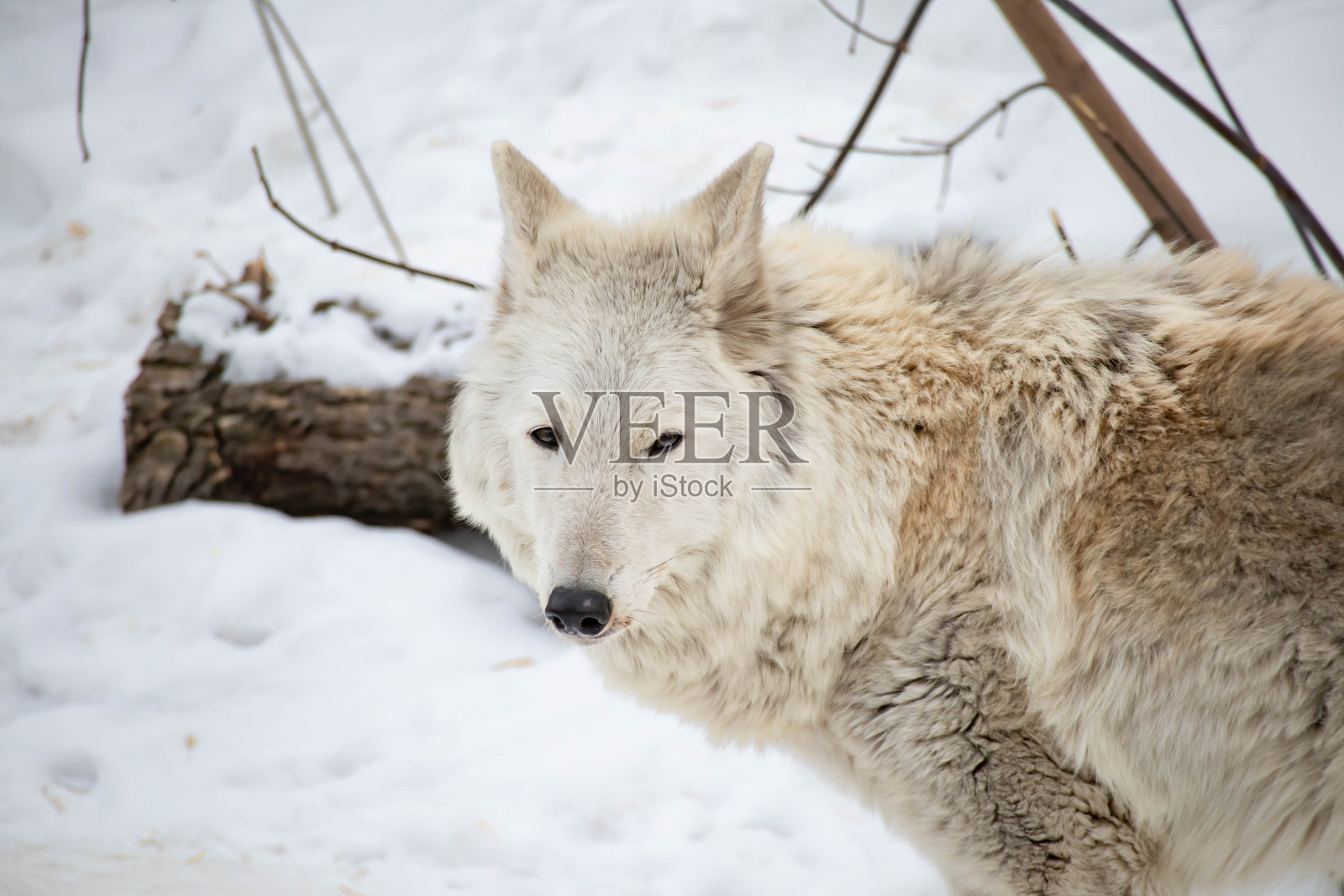 冬季森林里的一只白北极狼的肖像。一只忧伤的老狼。照片摄影图片