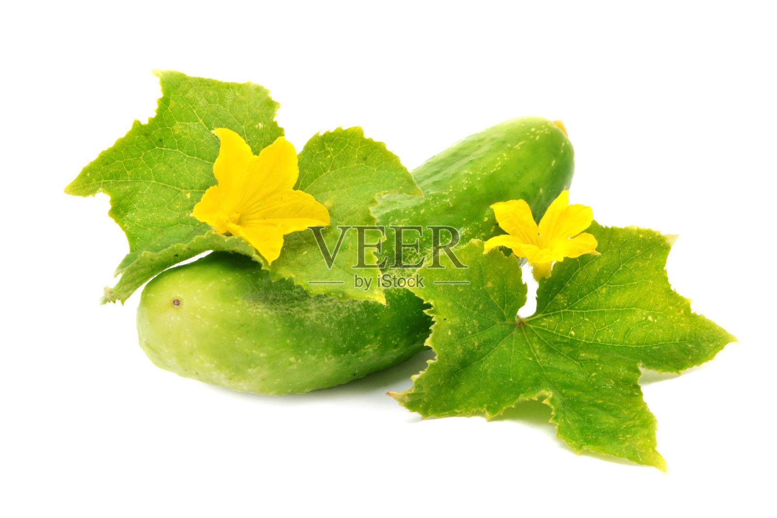 绿色新鲜生黄瓜，叶孤立在白色照片摄影图片