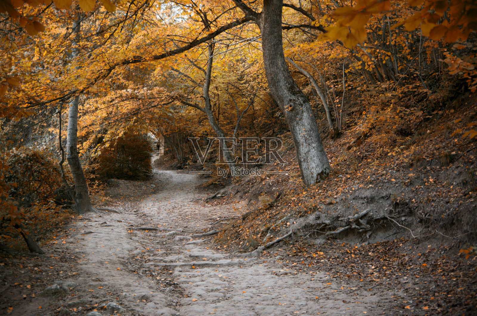秋天的森林里的路照片摄影图片