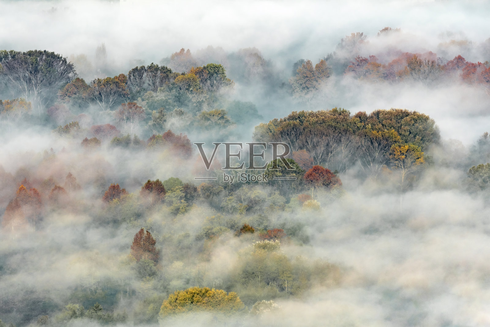 秋天的森林在日出时被薄雾包裹着照片摄影图片