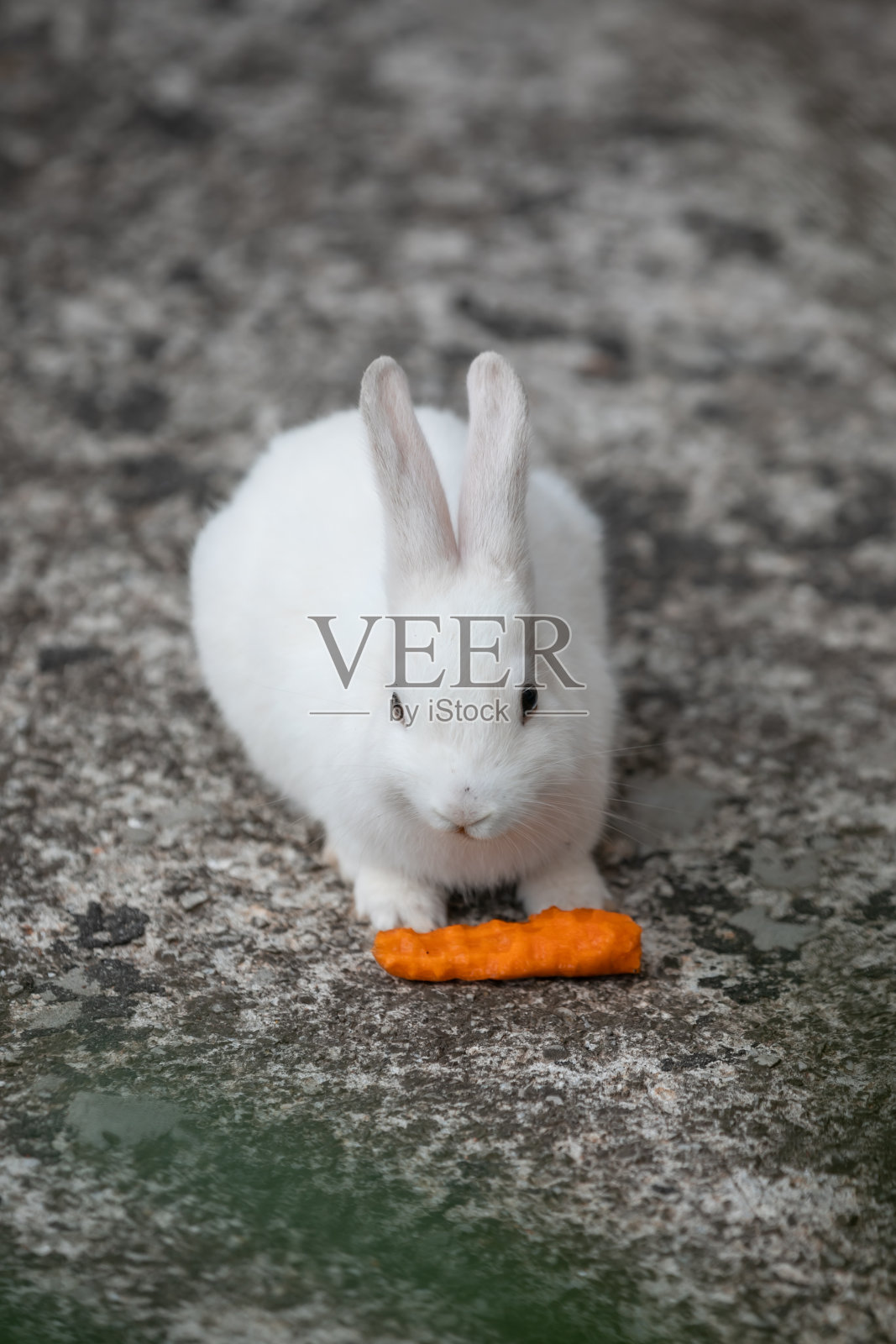 小白兔在吃胡萝卜照片摄影图片