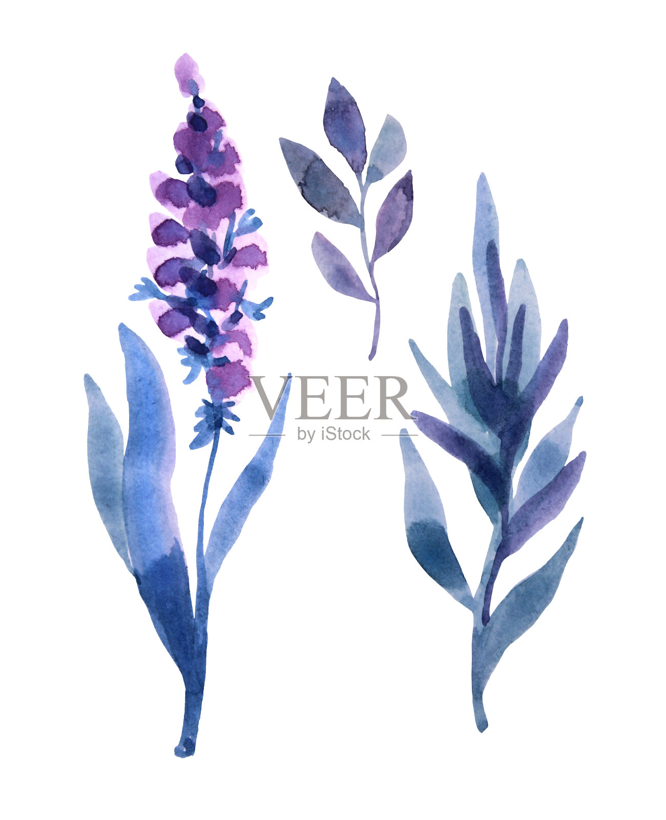 水彩手绘蓝色和紫色抽象薰衣草与叶子孤立的白色背景。分支艺术创意的自然对象，花店，婚礼，庆典，卡片，贴纸，墙纸，包装插画图片素材