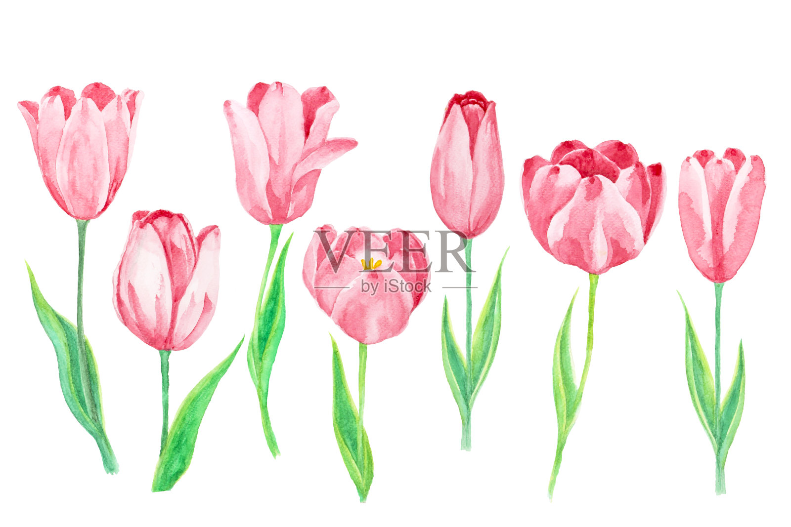 粉色郁金香花植物和绿色的叶子，插图水彩画，对象孤立的白色背景和剪切路径设计元素图片