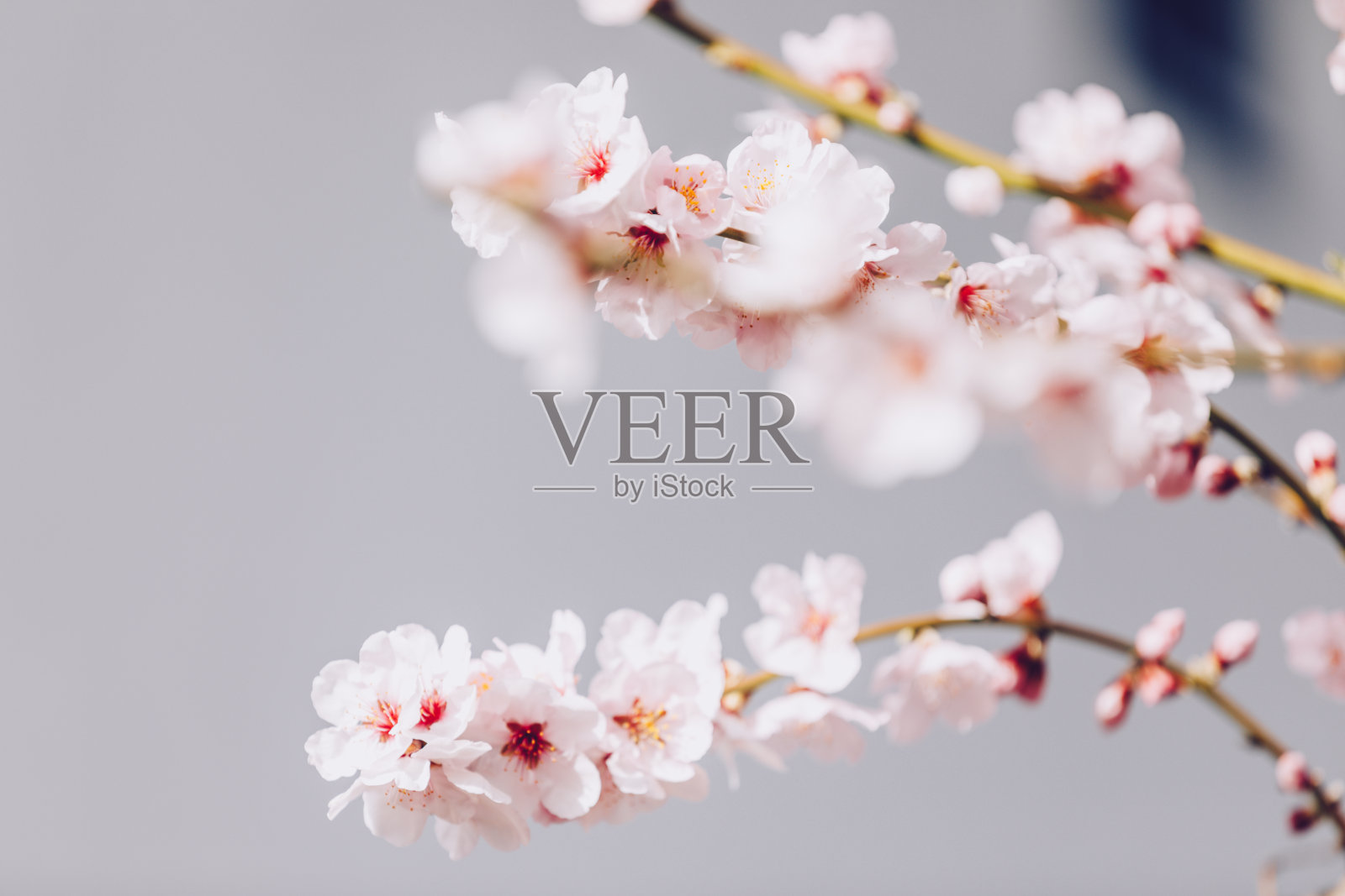 盛开的杏树枝在春天开出粉红色和白色的花。照片摄影图片