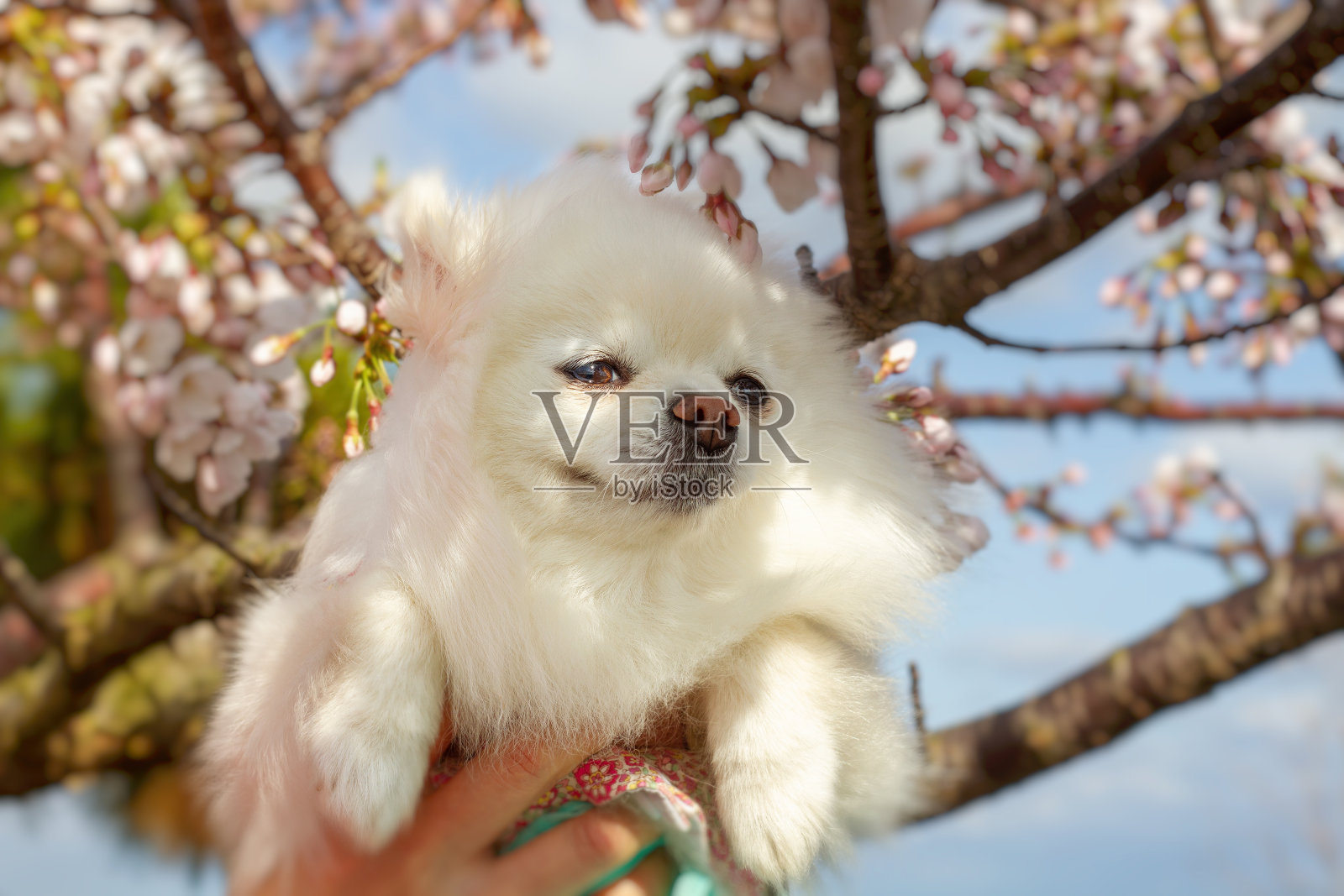 白色的波美拉尼亚小狗穿着韩服(韩国传统服装)闻着花香。照片摄影图片