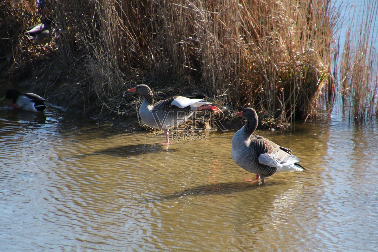 春天水里的灰鹅照片摄影图片