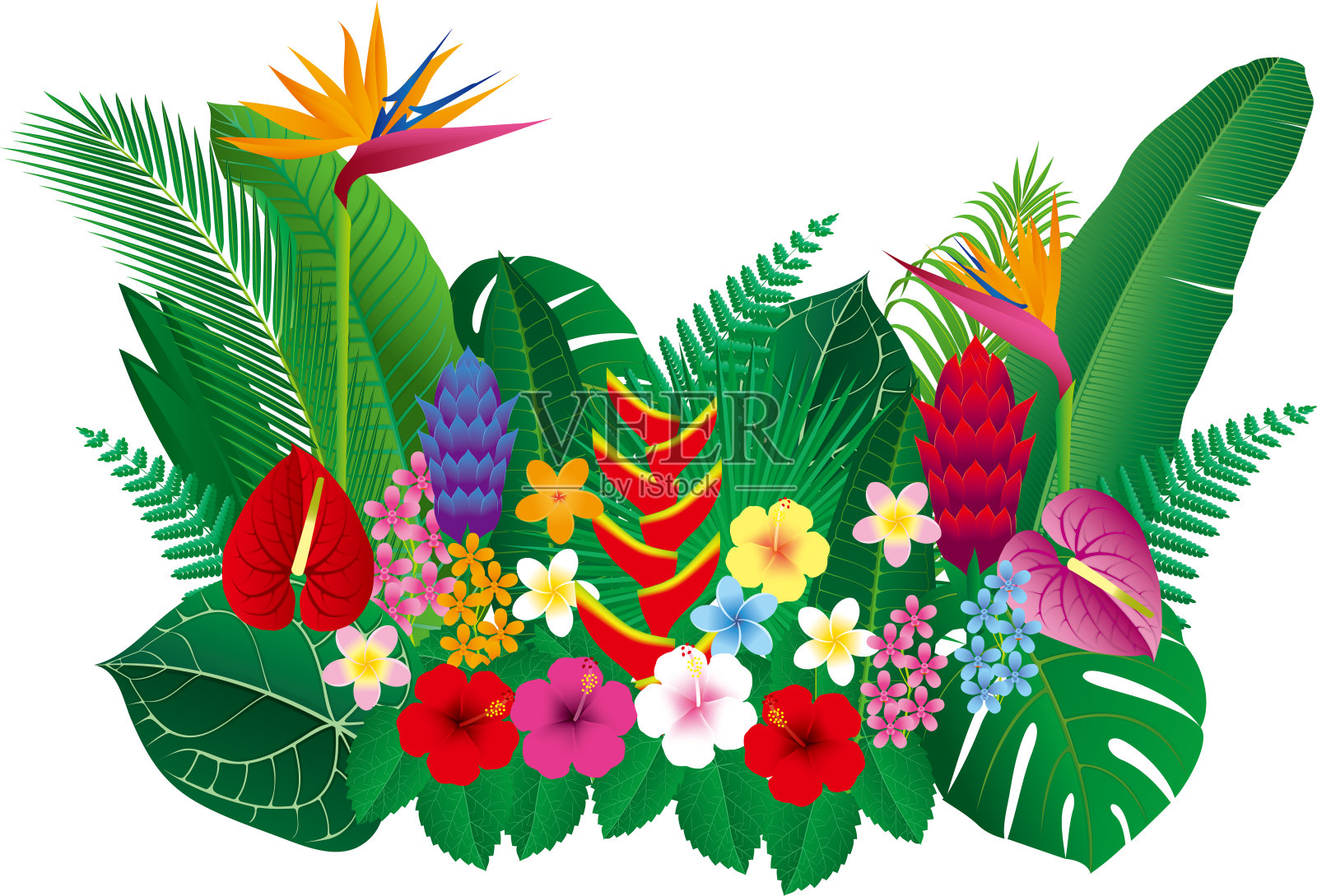 矢量图的热带花和叶插画图片素材