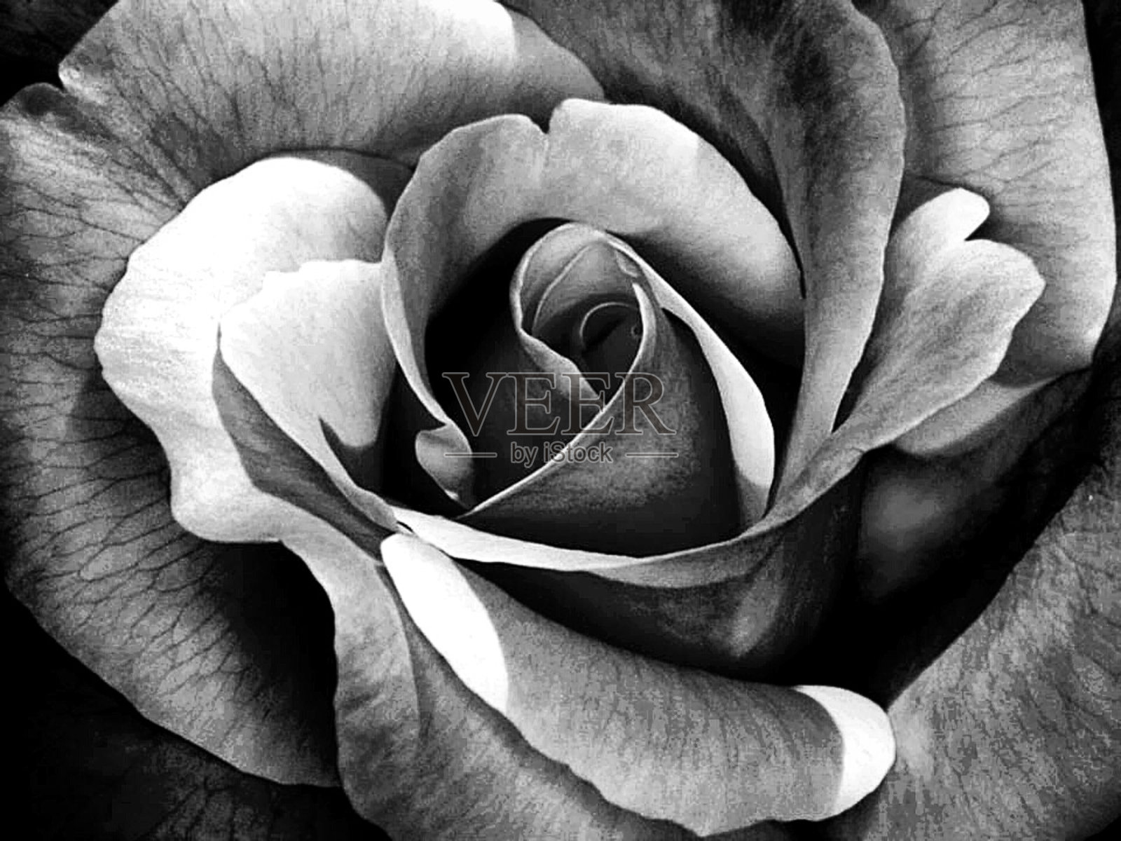 黑白玫瑰花设计图__广告设计_广告设计_设计图库_昵图网nipic.com