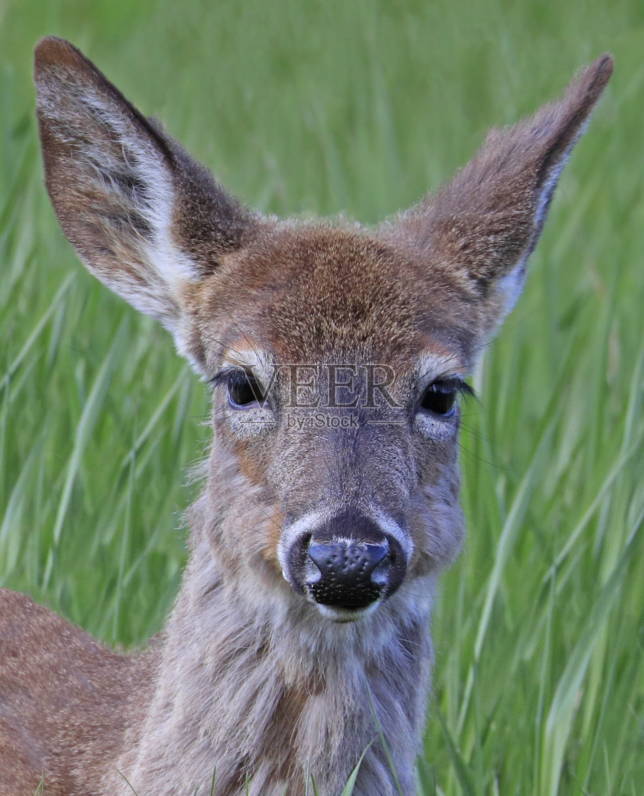 鹿的肖像进入草地照片摄影图片