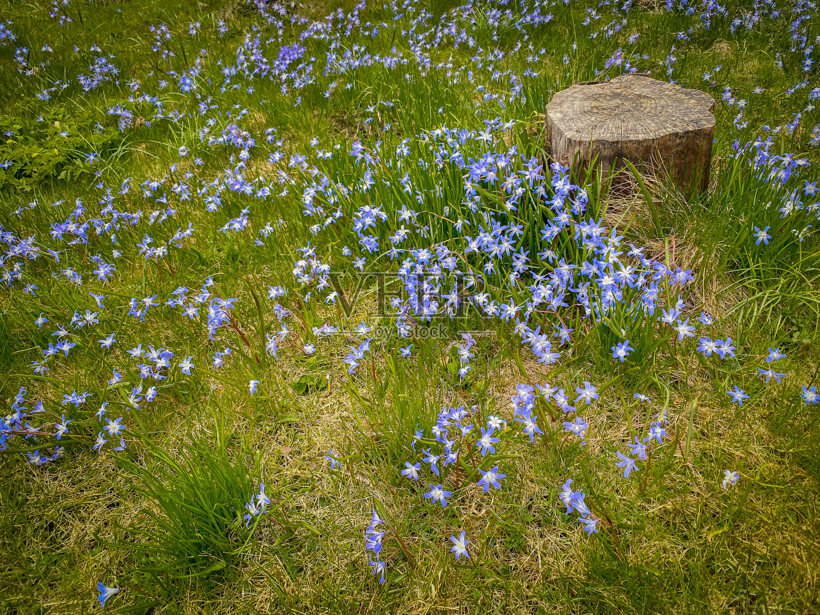 美丽的春天草地上有许多新鲜的蓝色锡拉花。照片摄影图片
