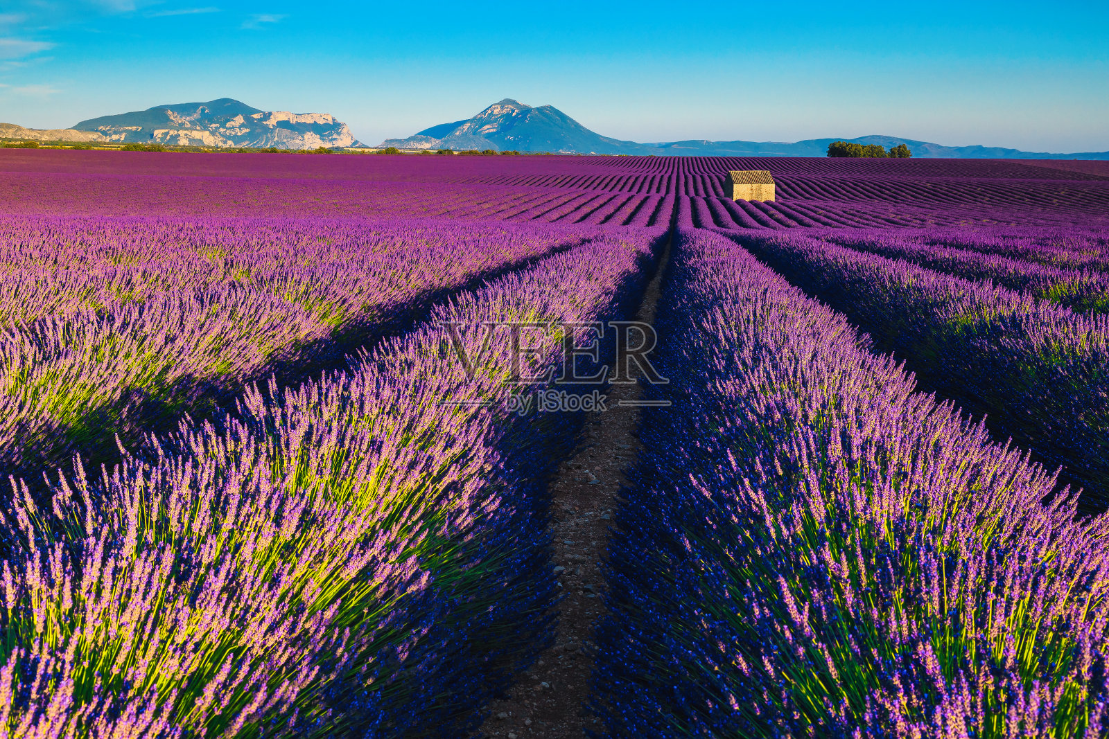 法国普罗旺斯的瓦朗索，美丽的紫色薰衣草种植园照片摄影图片