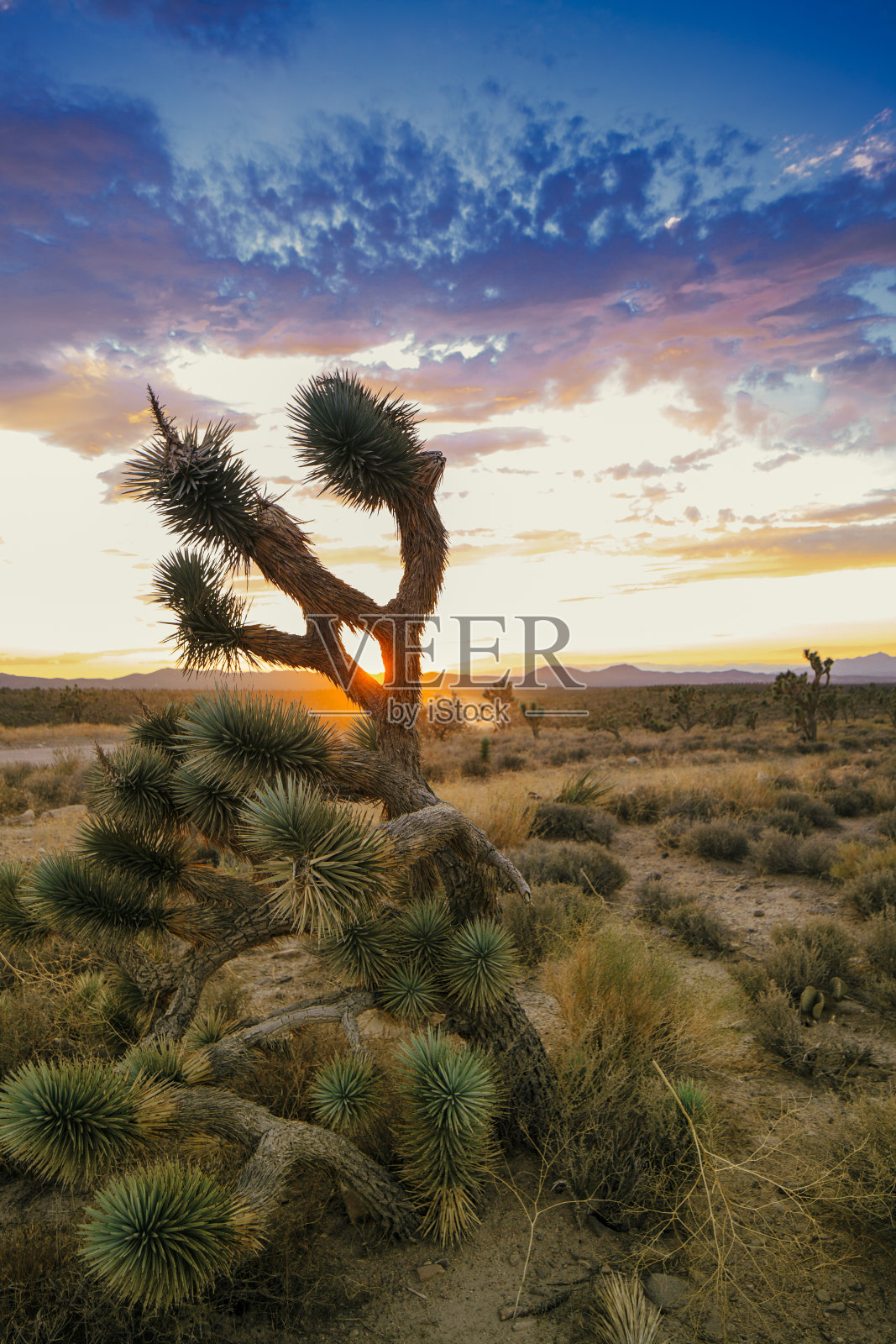 日落时分美国加州沙漠中的约书亚树照片摄影图片
