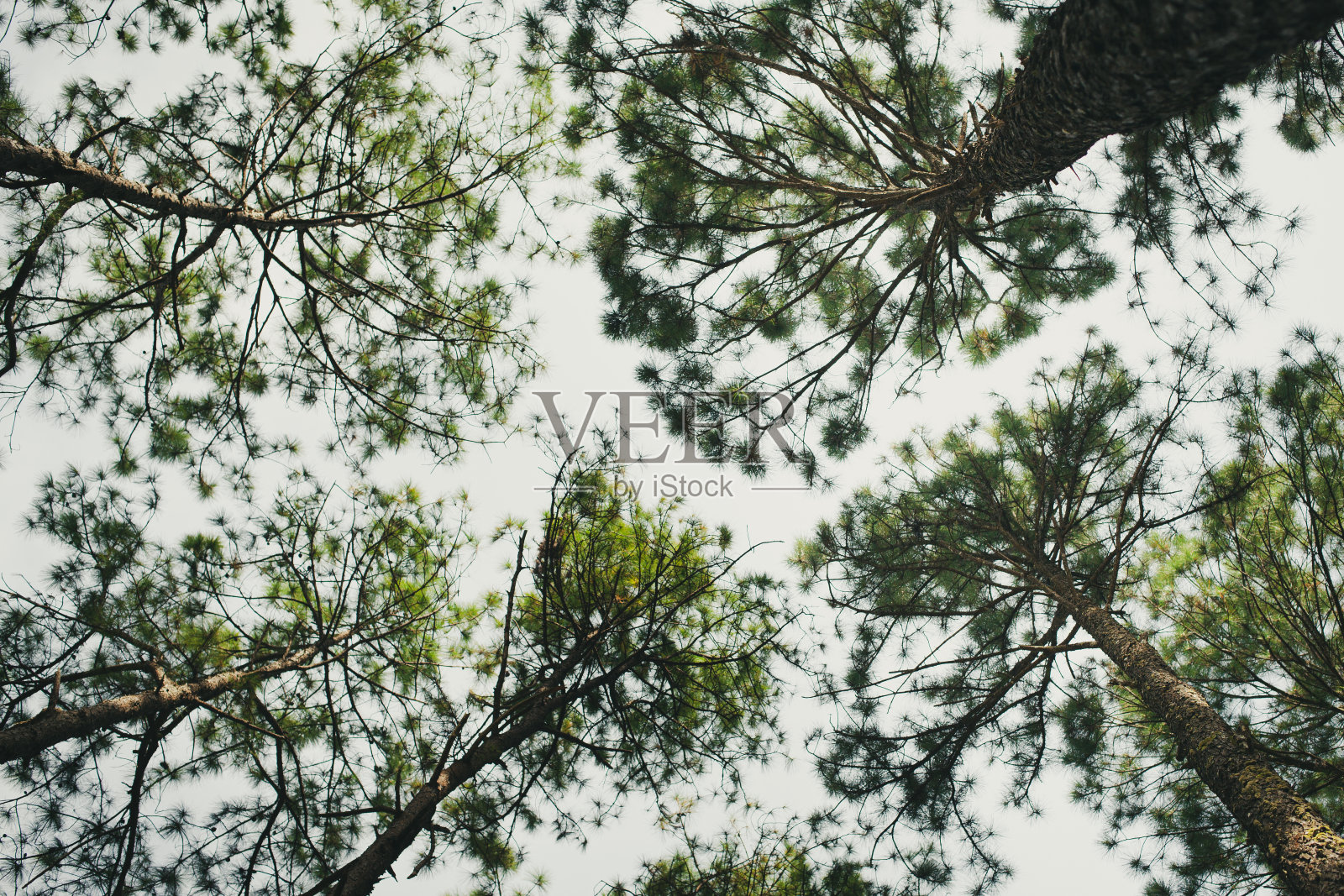 从低角度看树木和树叶照片摄影图片