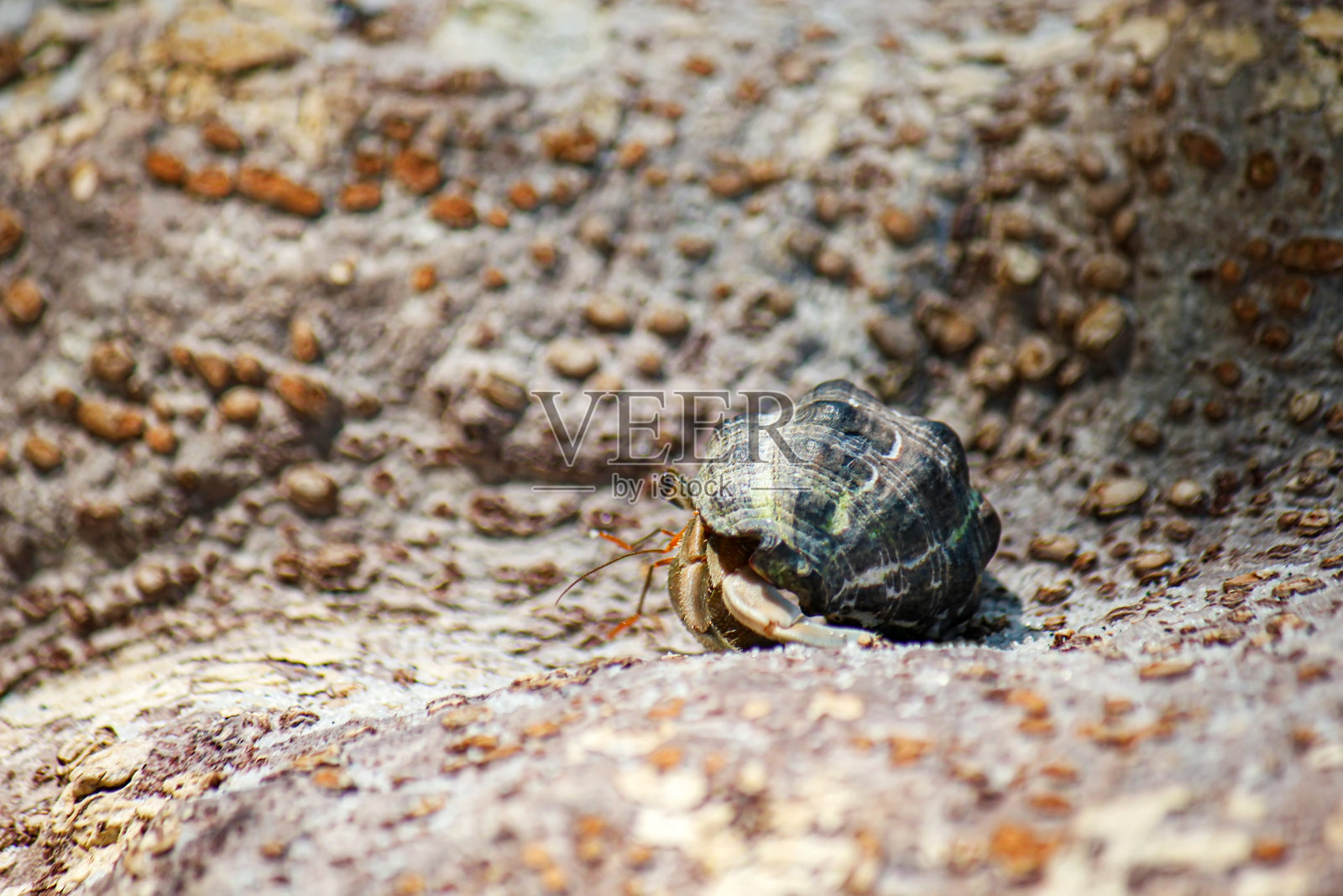 寄居蟹走在美丽的泰国旅游岛的石头上，模糊的岩石纹理背景景观照片摄影图片