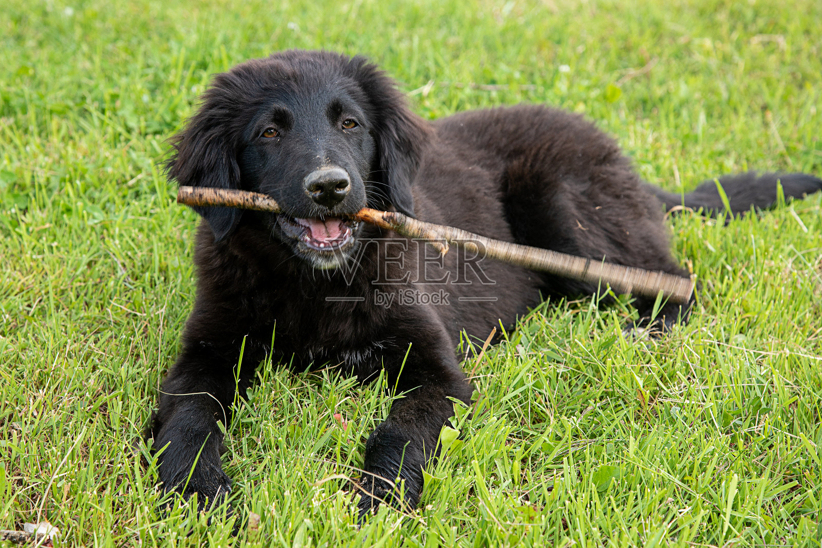 狗拿着一根大棍子玩捡东西。黑狗拿着一根棍子照片摄影图片