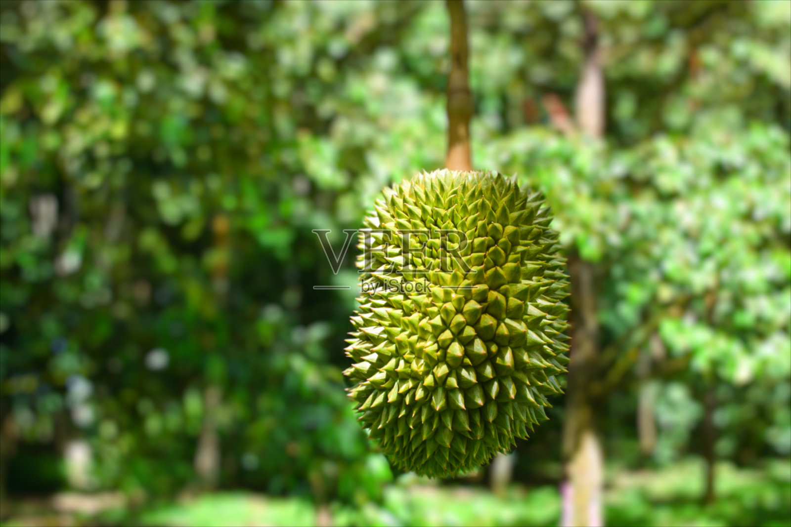 新鲜的榴莲在花园里。亚洲水果照片摄影图片