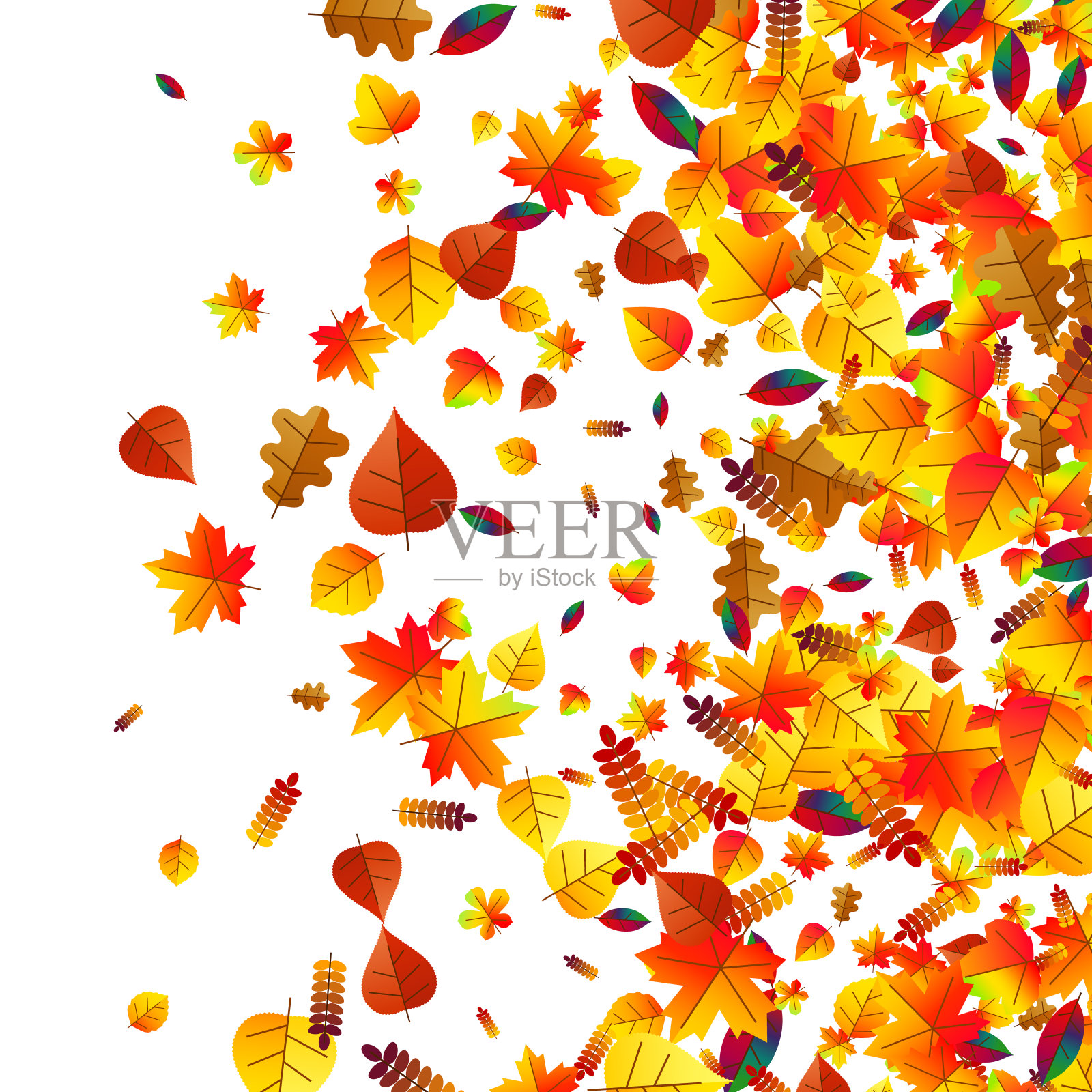秋叶散落的背景。橡树、枫木和花楸插画图片素材