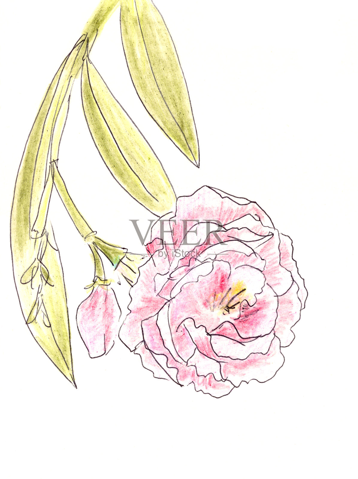 开花毛巾布夹竹桃的一枝，白色背景上的彩色图形插画图片素材