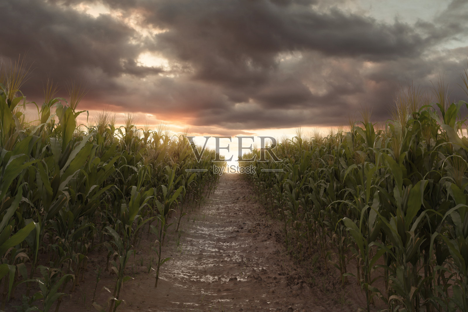 3d渲染路径在绿色的玉米田中间，在戏剧性的天空。有选择性的重点照片摄影图片