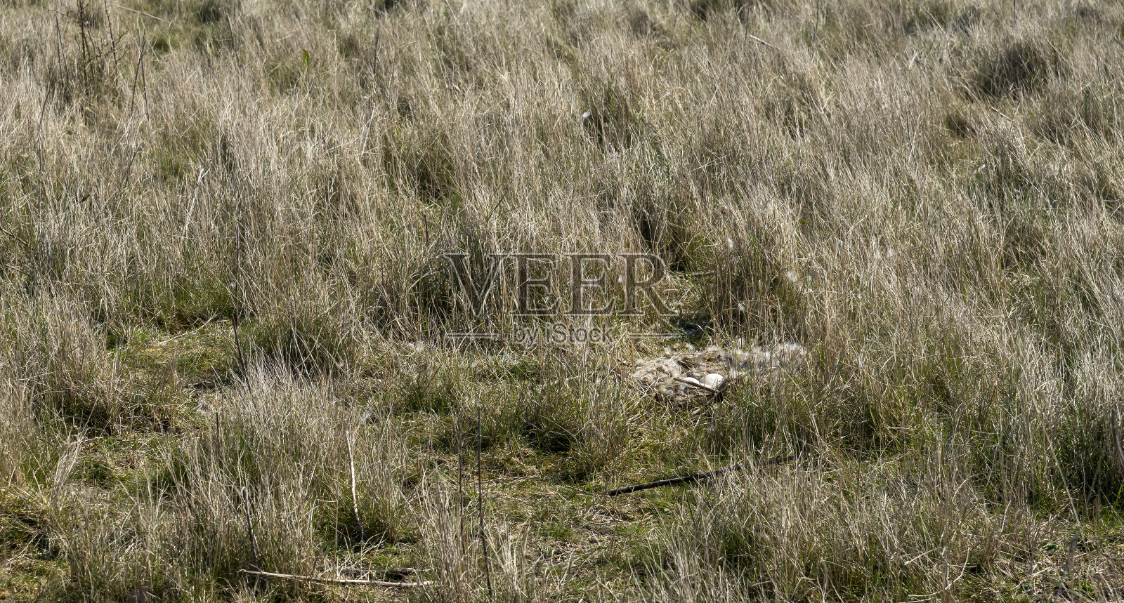 灰鹅的巢和蛋照片摄影图片