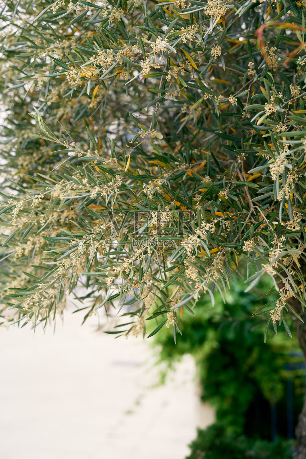 黄色开花的橄榄树。特写镜头照片摄影图片