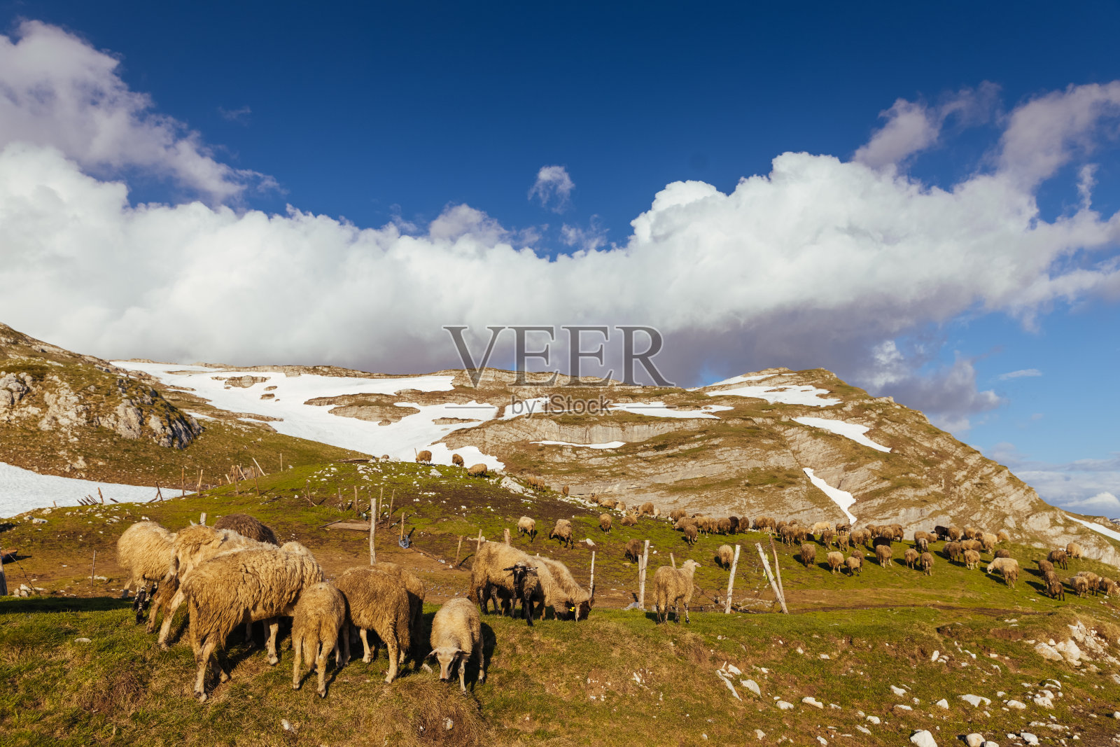 一群羊在吃草。高山草地上的羊照片摄影图片