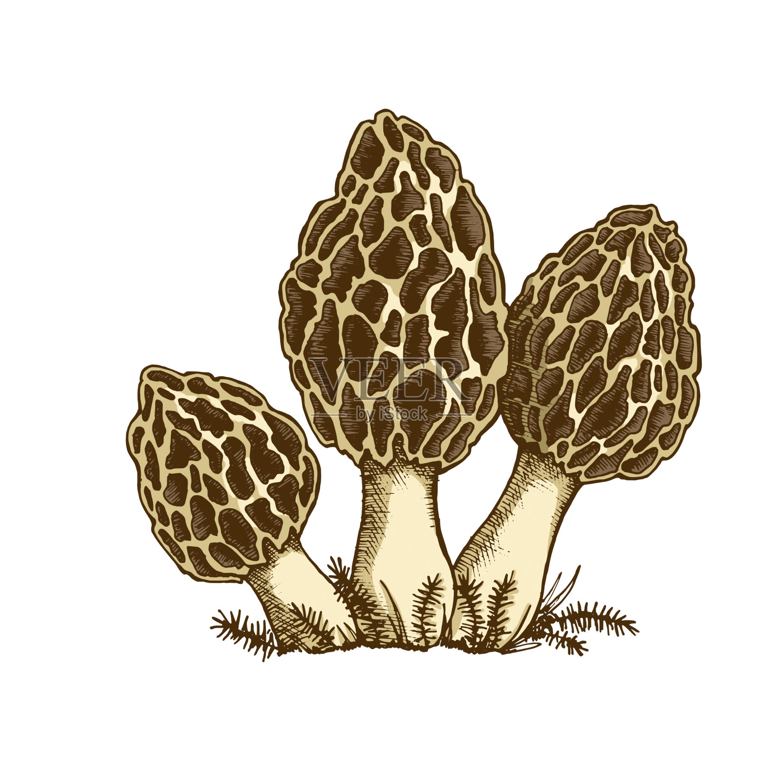 莫雷尔蘑菇插图插画图片素材