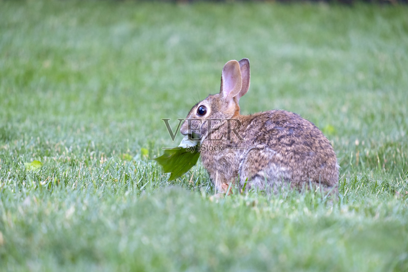 一只东方棉尾兔正在吃一片枫叶照片摄影图片