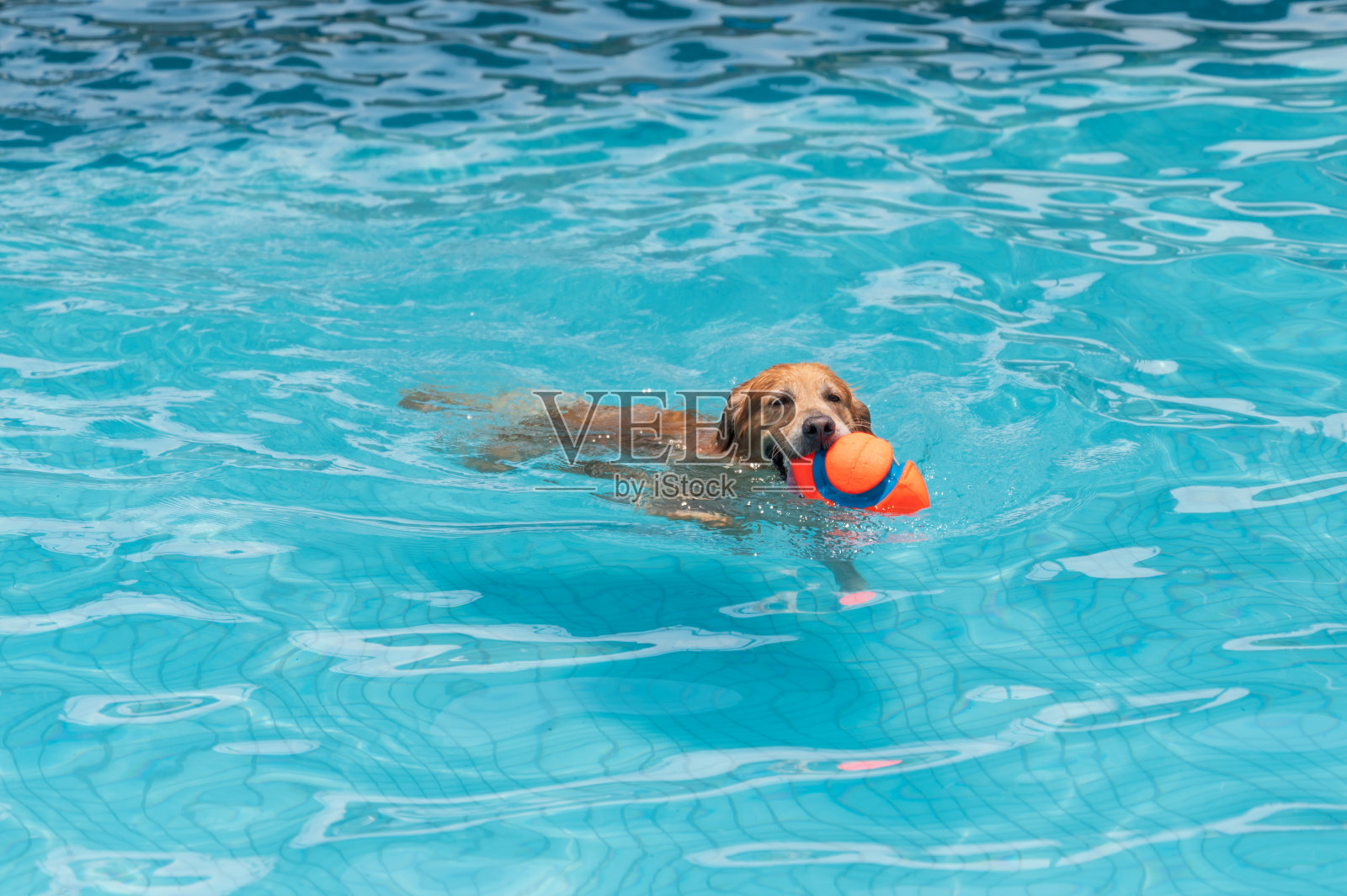金毛猎犬在游泳池里游泳照片摄影图片