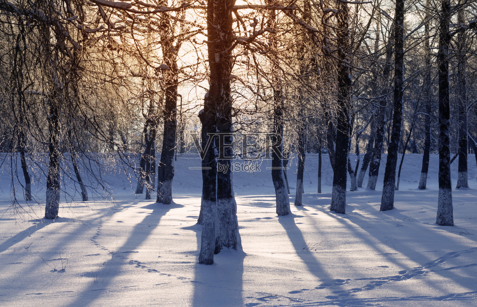 美丽的冬季公园在太阳照片摄影图片