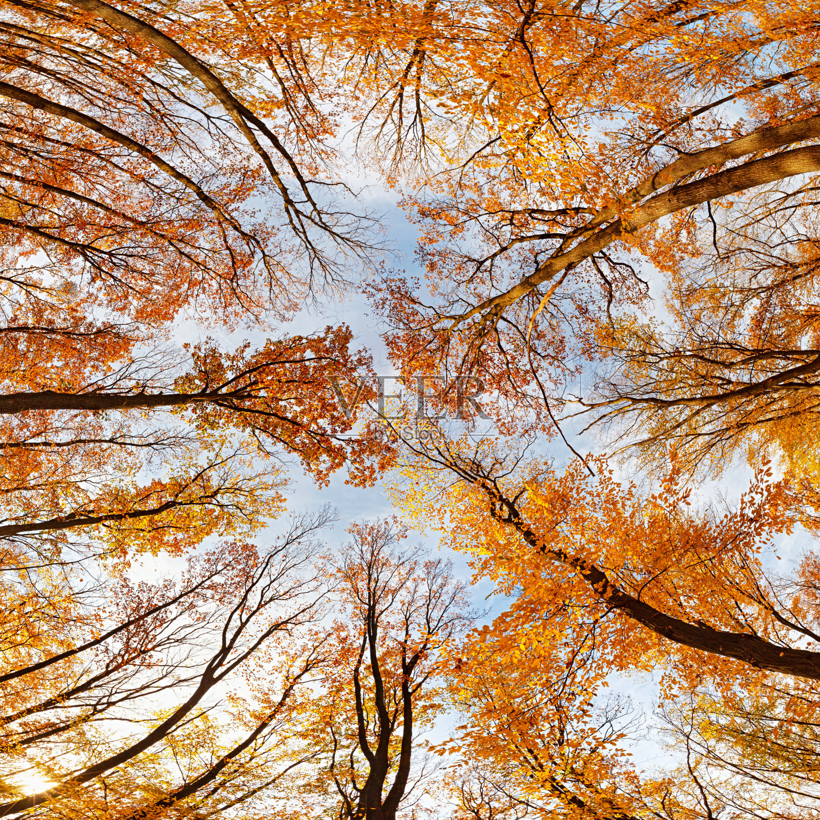 180度广角的秋天森林从底部背景照片摄影图片