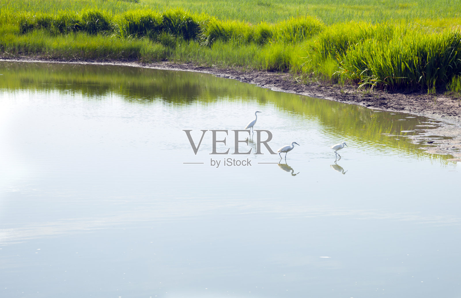 西班牙湿地白鹭群照片摄影图片