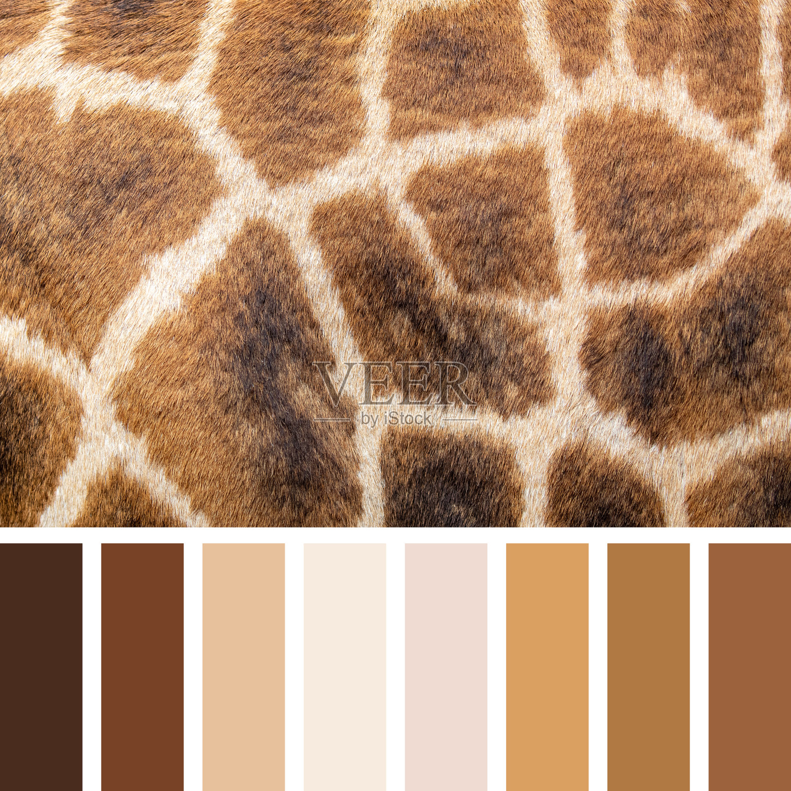 长颈鹿皮肤在调色板与免费色板的特写照片摄影图片