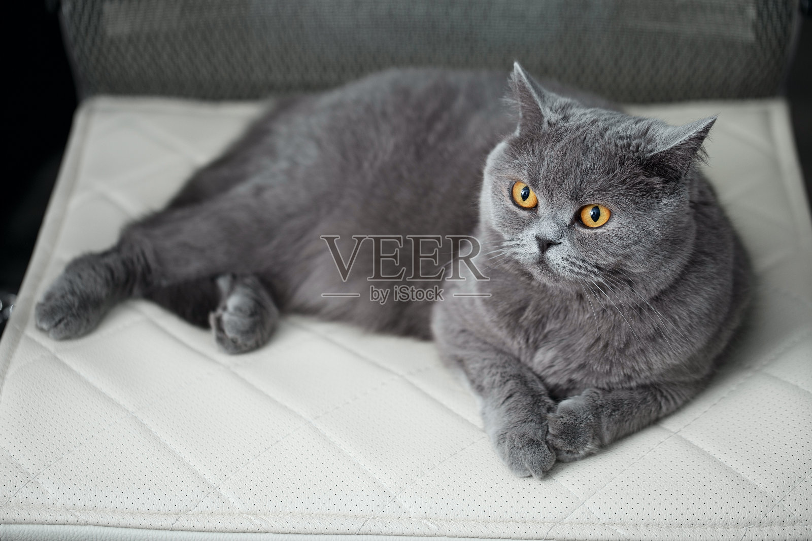 可爱的英国短毛猫正坐在漂亮的办公椅上。可爱的灰猫的肖像照片摄影图片
