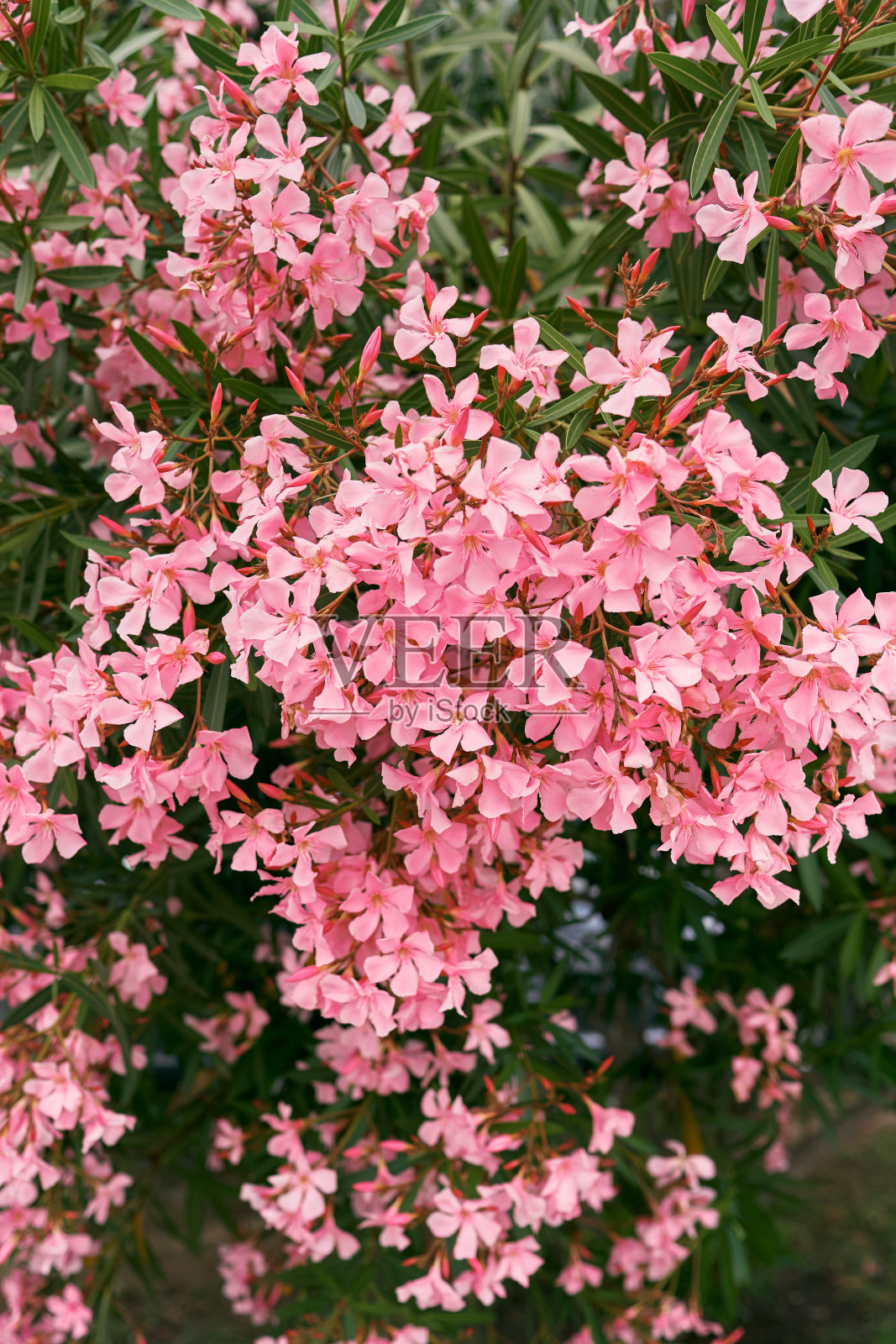绿色的灌木丛上开着粉红色的夹竹桃花。特写镜头照片摄影图片