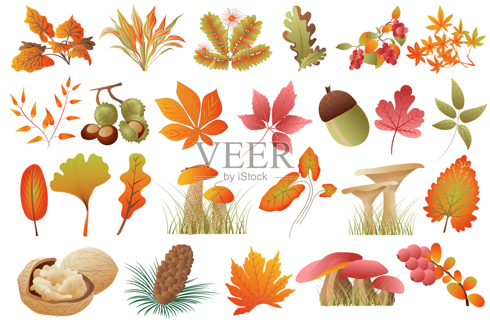 秋叶与植物孤立集。不同颜色的落叶，橡子，栗子，核桃，蘑菇，冷杉球果，花楸。束花元素。矢量插图手绘设计插画图片素材