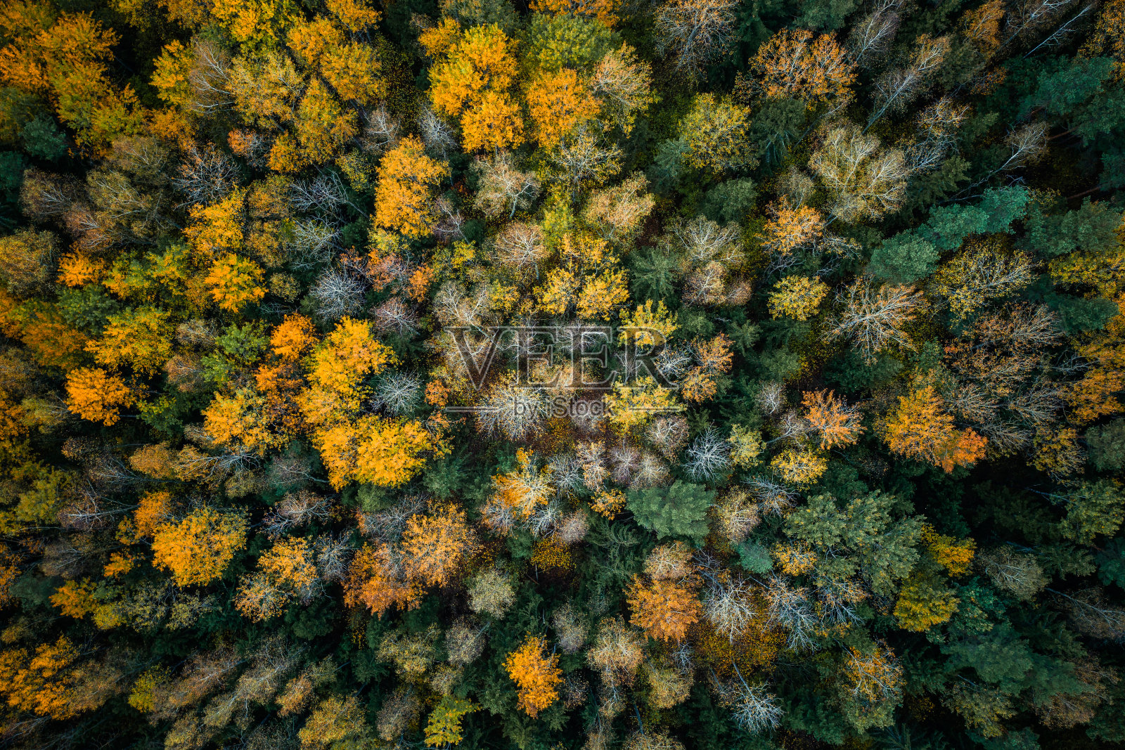 秋天色彩斑斓的森林照片摄影图片