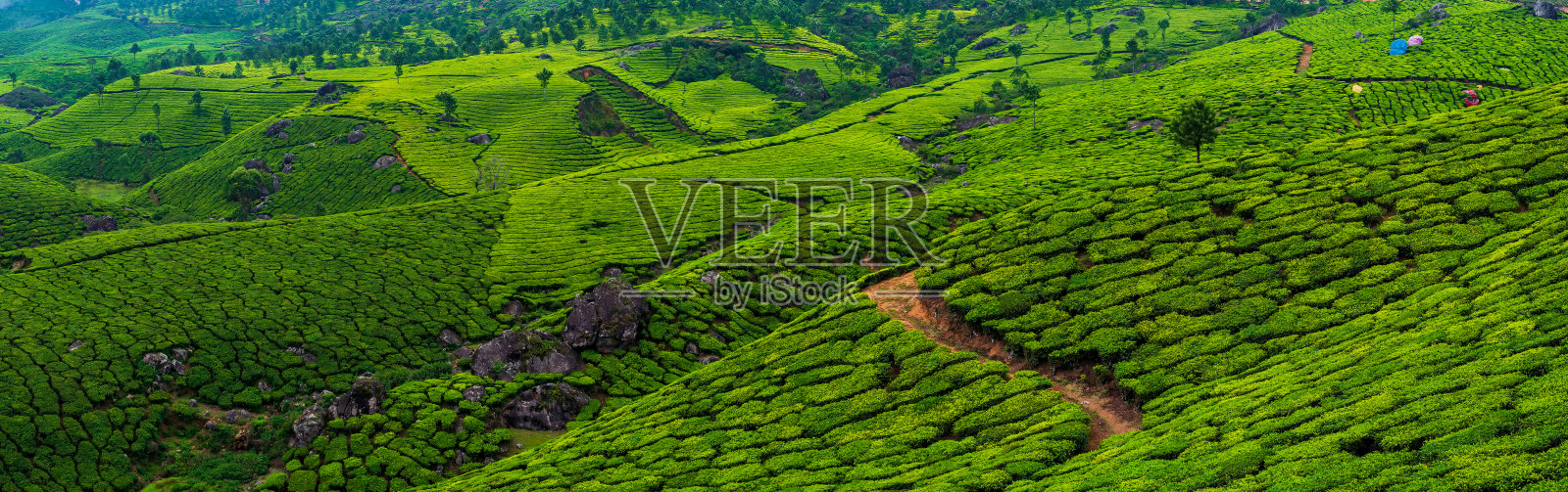 在印度喀拉拉邦穆纳尔附近的山上，全景美丽的茶园。照片摄影图片