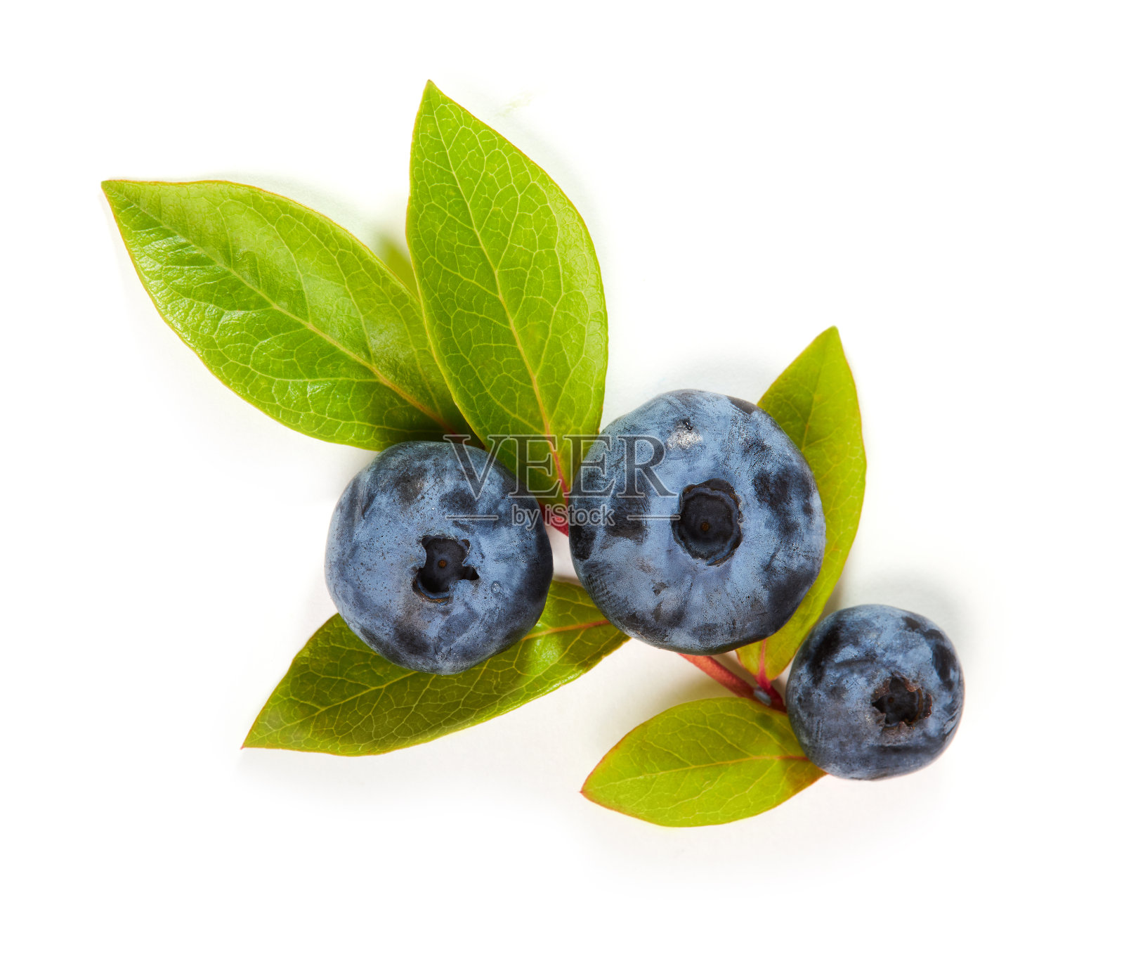 新鲜蓝莓(越桔属蓝球菌)照片摄影图片