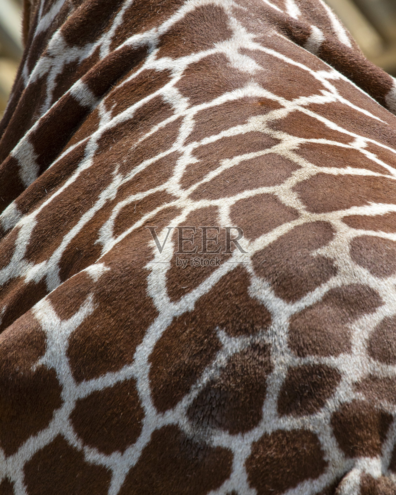 长颈鹿的标记照片摄影图片