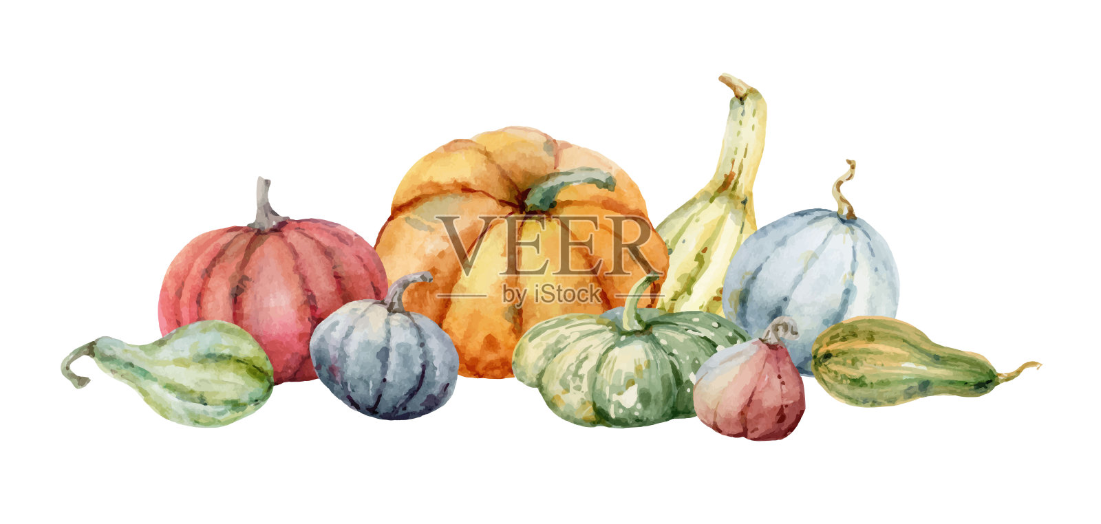 水彩向量节日秋天装饰从五颜六色的南瓜。植物插图孤立在白色背景。感恩节或万圣节的概念。设计元素图片