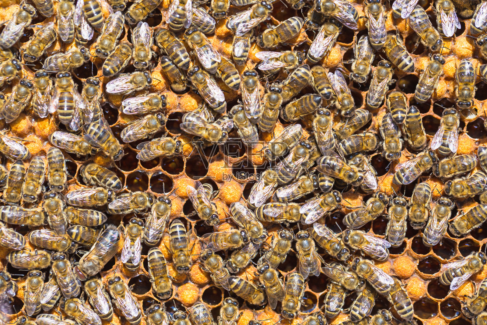 在蜂巢里工作的蜜蜂照片摄影图片