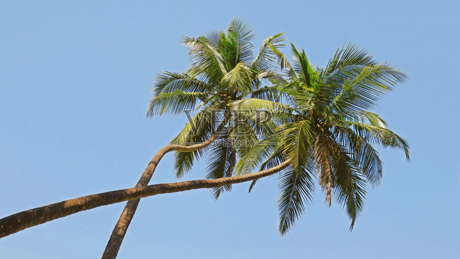 绿色的棕榈树映衬着蓝天照片摄影图片