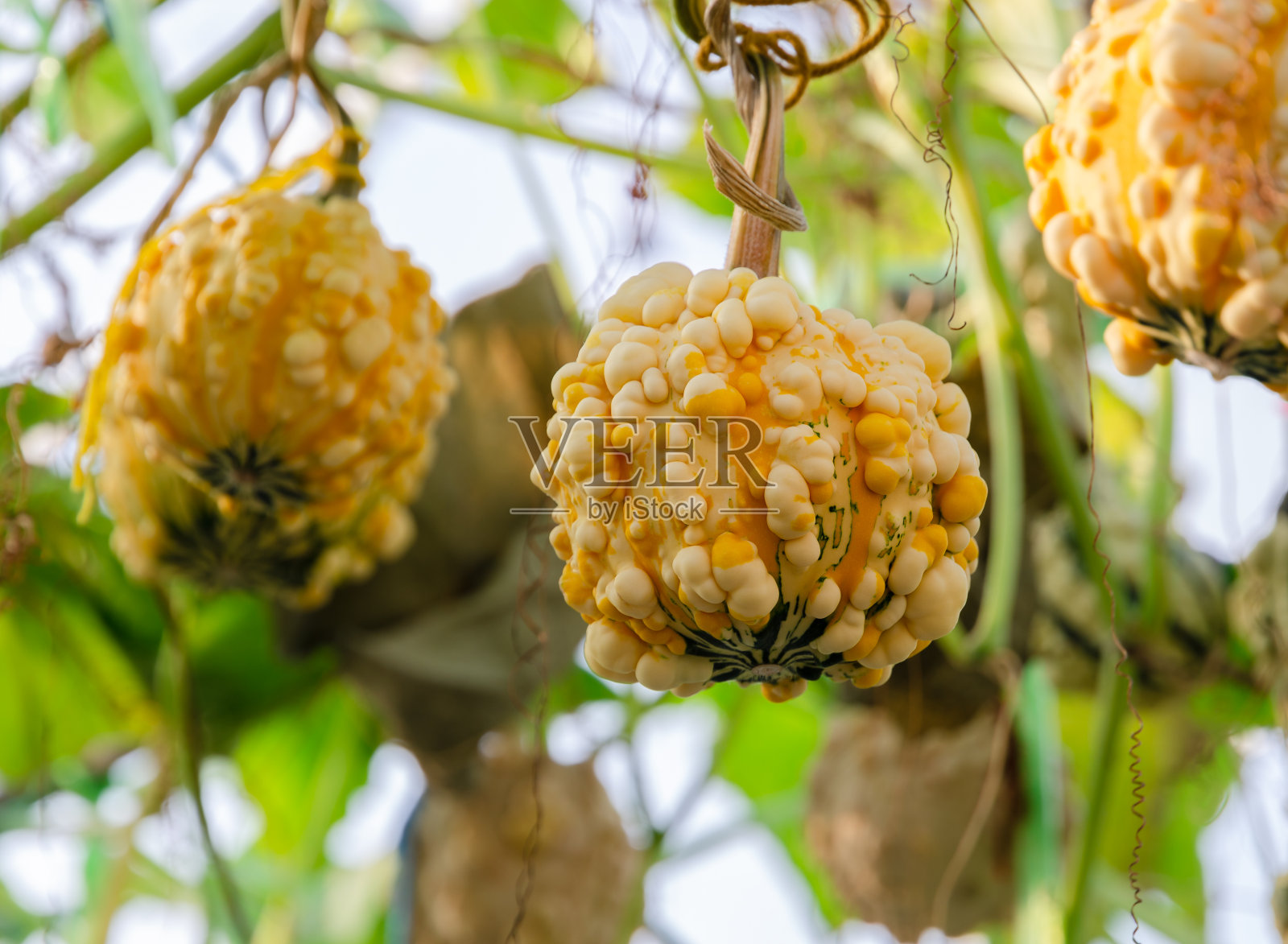 温室花园黄南瓜(观赏葫芦)种植照片摄影图片