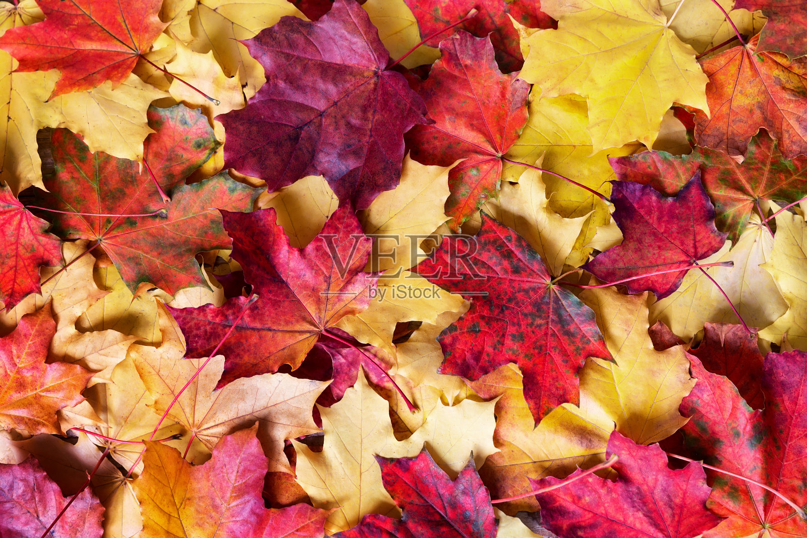 五颜六色的秋叶，在秋天的季节里，地上的叶子呈黄色、橙色、棕色。照片摄影图片