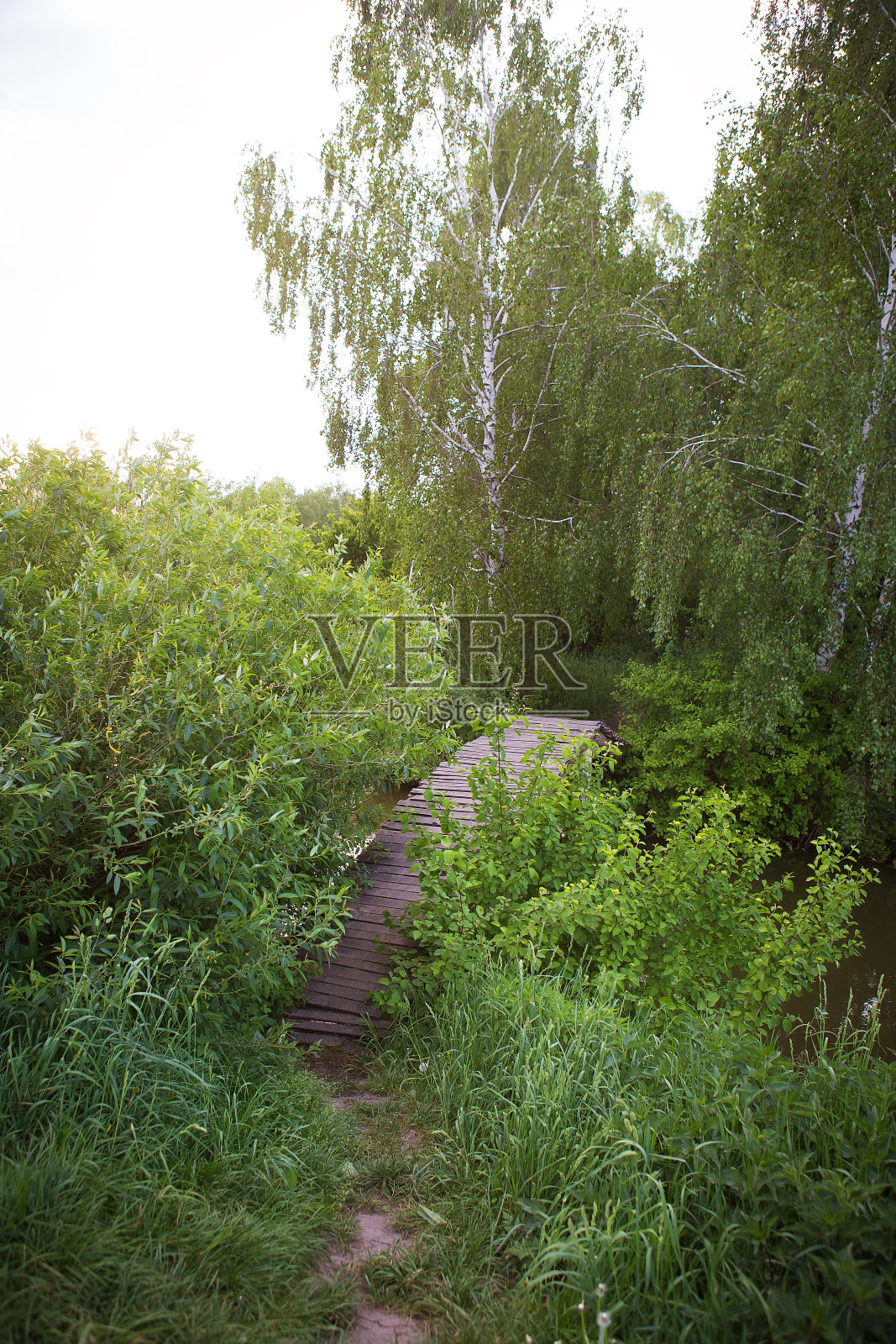 一座古老的木桥坐落在绿色的小树林里照片摄影图片