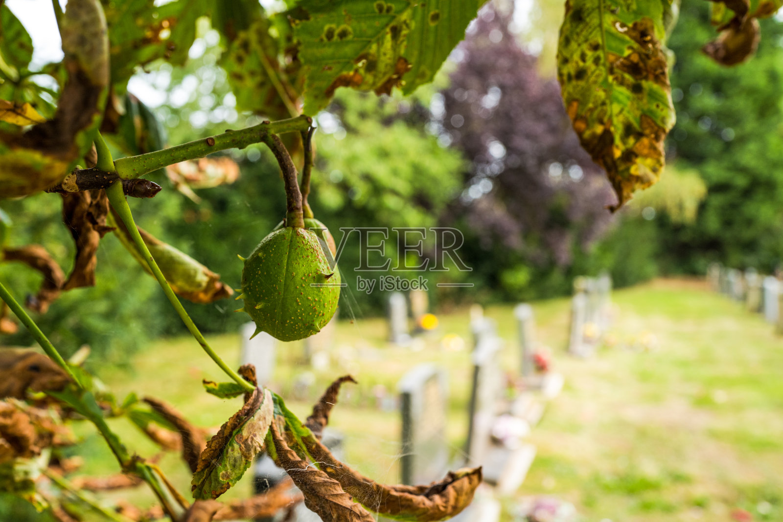 浅焦点绳马蹄荚果看到在农村墓地在初秋。照片摄影图片
