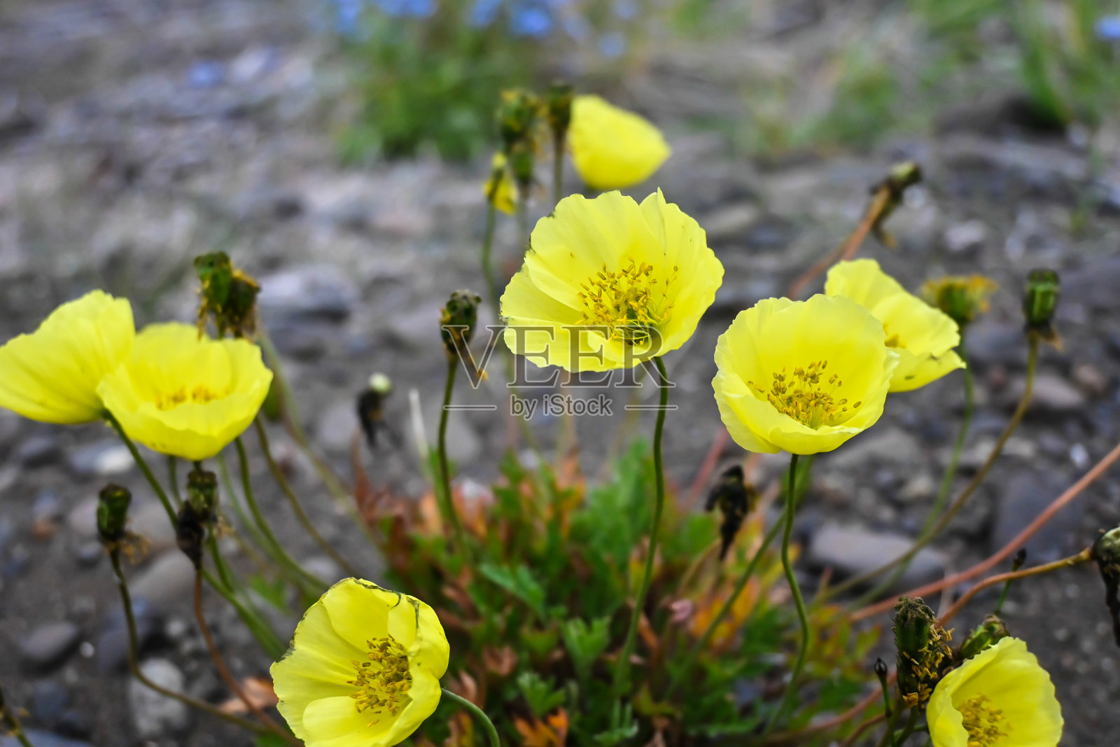 Putorana高原上的花朵。照片摄影图片