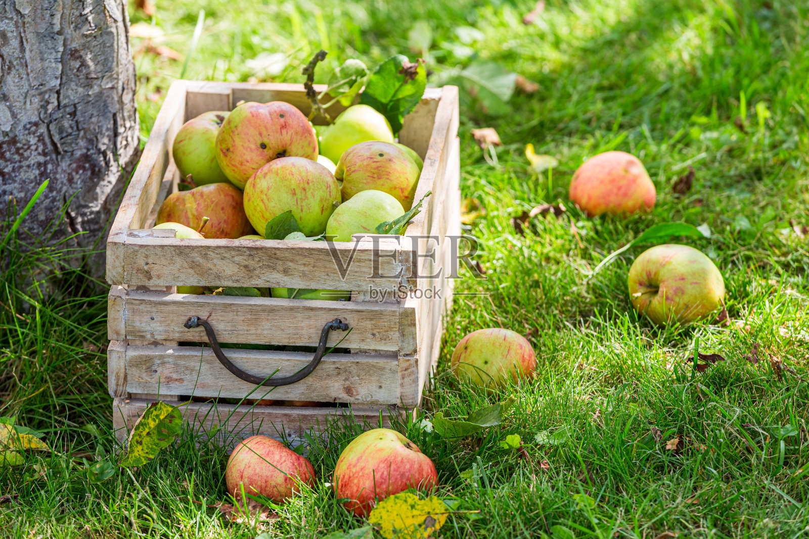 花园里健康的红苹果。从农民的水果。照片摄影图片