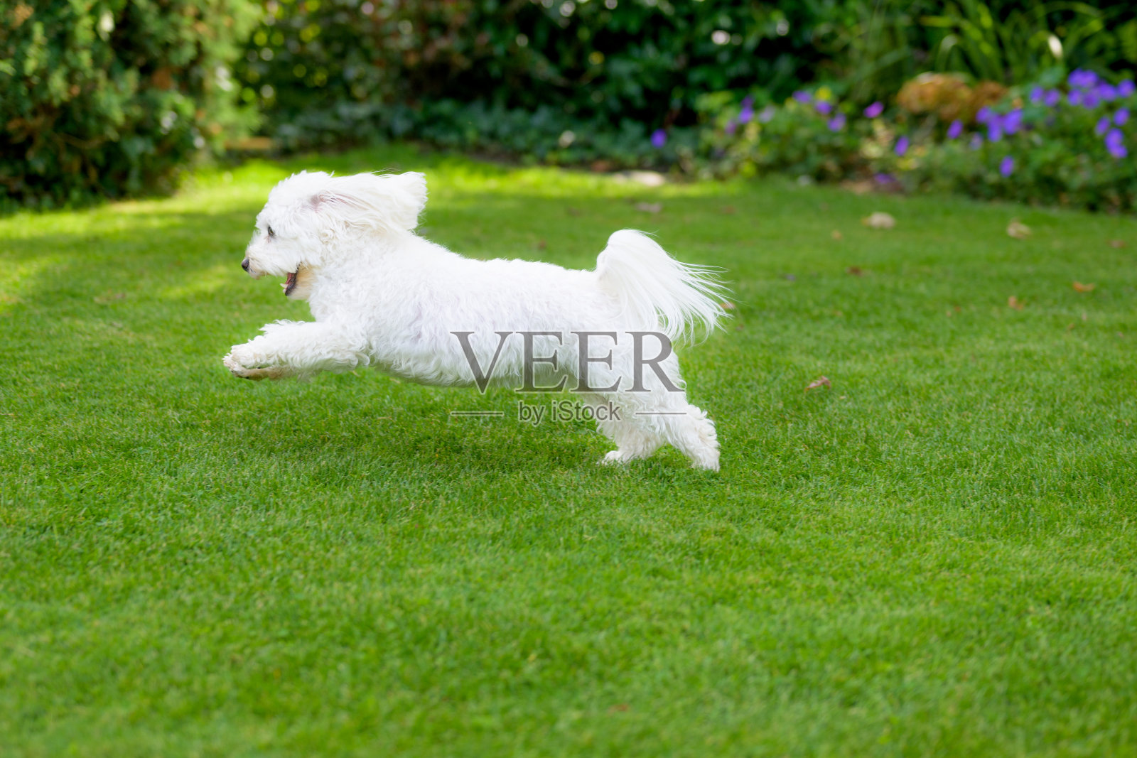 一只精力充沛的小白狗在花园里飞快地奔跑照片摄影图片